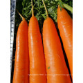 Suntoday híbrido vegetal surtido científico de nombres para plantar plantones de hortalizas orgánicas comprar venta de semillas de zanahoria en línea (51003)